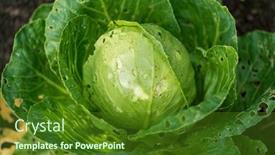  Presentation with cabbage - 