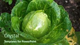  Presentation with cabbage - 