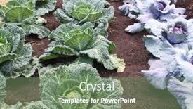  Presentation with vegetable garden - PPT theme enhanced with organic-cabbages-in-a-vegetable background and a  colored foreground