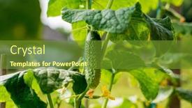  Presentation with cucumbers - Presentation design enhanced with organic-cucumbers-in-the-garden background and a tawny brown colored foreground