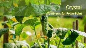  Presentation with cucumbers - Slide deck with organic-cucumbers-in-the-garden background and a tawny brown colored foreground
