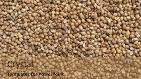  Presentation with organic - Cool new PPT theme with organic-dried-coriander-seeds-coriandrum backdrop and a coral colored foreground