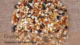  Presentation with organic rice - Presentation having organic-dry-multi-grain-rice background and a coral colored foreground