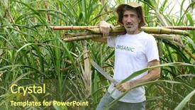  Presentation with sugar cane - Theme having organic farmer carrying sugar cane background and a tawny brown colored foreground