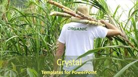  Presentation with sugar cane - PPT theme featuring organic farmer carrying sugar cane background and a tawny brown colored foreground