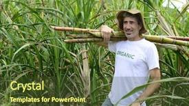 Presentation with plantation - Cool new PPT layouts with organic farmer carrying sugar cane backdrop and a tawny brown colored foreground
