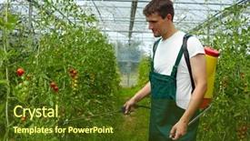  Presentation with tomato plant - Beautiful slides featuring organic farmer manuring tomato plants backdrop and a tawny brown colored foreground