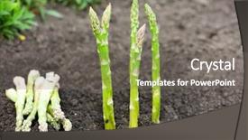  Presentation with organic farming - Presentation design with organic farming asparagus in black soil background and a gray colored foreground