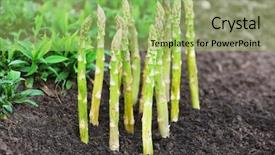  Presentation with organic farming - Audience pleasing presentation consisting of organic farming asparagus in black backdrop and a mint green colored foreground