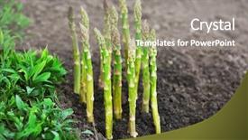  Presentation with organic farming - Audience pleasing presentation design consisting of organic farming asparagus in black soil backdrop and a gray colored foreground