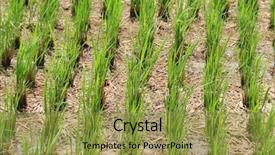  Presentation with fertilizer organic - Audience pleasing slides consisting of organic fertilizer - green rice plants in early backdrop and a gold colored foreground