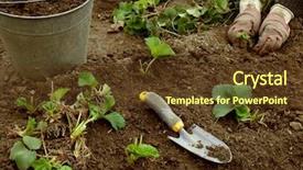  Presentation with fertilizer organic - Slides with organic fertilizer - planting young strawberry plants grown background and a tawny brown colored foreground