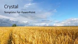  Presentation with fertilizer organic - Slide set having organic fertilizer - wheat field against a blue background and a light blue colored foreground