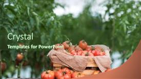  Presentation with free food - Presentation design with organic-food-free-red-vegetables background and a tawny brown colored foreground