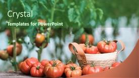  Presentation with free food - Slides featuring organic-food-free-red-vegetables background and a forest green colored foreground