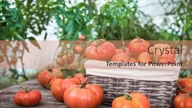  Presentation with free food - PPT theme having organic-food-free-red-vegetables background and a coral colored foreground