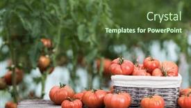  Presentation with free food - Presentation theme enhanced with organic-food-free-red-vegetables background and a tawny brown colored foreground