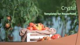  Presentation with free food - Presentation theme featuring organic-food-free-red-vegetables background and a tawny brown colored foreground