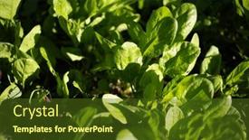  Presentation with spinach - 