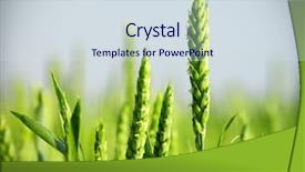  Presentation with green organic chemistry - Beautiful presentation featuring organic green wheat close up backdrop and a  colored foreground