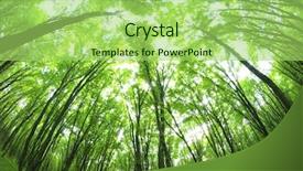  Presentation with tea leaves fresh green leaf - Theme consisting of organic growth - green leaves background background and a  colored foreground