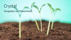  Presentation with seedling - Amazing PPT theme having organic growth - green seedling illustrating concept backdrop and a cool aqua colored foreground