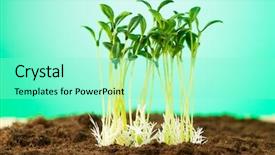  Presentation with seedling - PPT theme consisting of organic growth - green seedling illustrating concept background and a  colored foreground