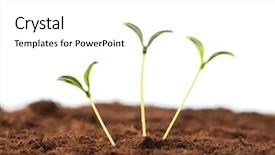  Presentation with seedling - Slides with organic growth - green seedling illustrating concept background and a white colored foreground