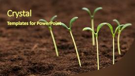  Presentation with green life - Presentation consisting of organic growth - green seedling illustrating concept background and a tawny brown colored foreground