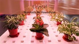  Presentation with agriculture technology - Slides featuring organic-hydroponic-flower-grow background and a coral colored foreground