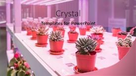  Presentation with agriculture technology - PPT theme with organic-hydroponic-miniature-succulent-plants background and a coral colored foreground