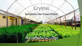  Presentation with vegetable farm - Beautiful PPT theme featuring organic-hydroponic-vegetable-cultivation-farm backdrop and a white colored foreground