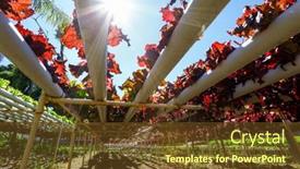  Presentation with vegetable farm - Slides with organic-hydroponic-vegetable-cultivation-farm background and a tawny brown colored foreground
