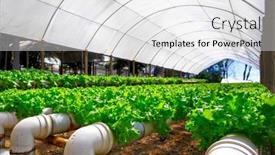  Presentation with hydroponic farm - Colorful theme enhanced with organic-hydroponic-vegetable-cultivation-farm backdrop and a white colored foreground