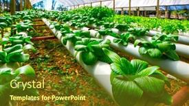  Presentation with hydroponic farm - PPT theme having organic-hydroponic-vegetable-cultivation-farm background and a tawny brown colored foreground