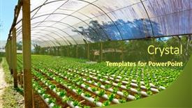  Presentation with vegetable farm - Audience pleasing slides consisting of organic-hydroponic-vegetable-cultivation-farm backdrop and a tawny brown colored foreground