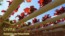  Presentation with hydroponic farm - Theme featuring organic-hydroponic-vegetable-cultivation-farm background and a tawny brown colored foreground