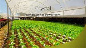  Presentation with hydroponic farm - Cool new presentation theme with organic-hydroponic-vegetable-cultivation-farm backdrop and a soft green colored foreground