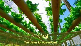  Presentation with vegetable farm - Amazing presentation theme having organic-hydroponic-vegetable-cultivation-farm backdrop and a tawny brown colored foreground