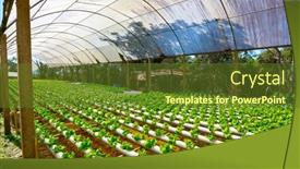  Presentation with vegetable farm - PPT theme consisting of organic-hydroponic-vegetable-cultivation-farm background and a tawny brown colored foreground