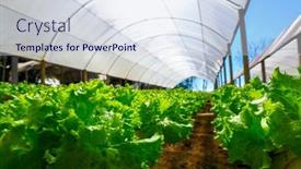  Presentation with vegetable farm - Beautiful presentation featuring organic-hydroponic-vegetable-cultivation-farm backdrop and a sky blue colored foreground