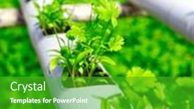  Presentation with vegetable farm - Colorful PPT theme enhanced with organic-hydroponic-vegetable-cultivation-farm backdrop and a shamrock green colored foreground
