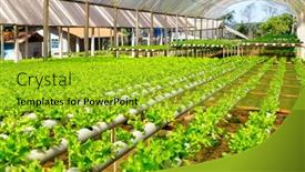  Presentation with vegetable farm - Presentation having organic-hydroponic-vegetable-cultivation-farm background and a gold colored foreground