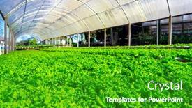  Presentation with vegetable farm - Audience pleasing presentation theme consisting of organic-hydroponic-vegetable-cultivation-farm backdrop and a shamrock green colored foreground