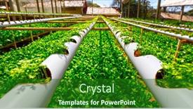  Presentation with vegetable farm - PPT theme featuring organic-hydroponic-vegetable-cultivation-farm background and a forest green colored foreground