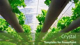  Presentation with vegetable farm - Cool new presentation with organic-hydroponic-vegetable-cultivation-farm backdrop and a tawny brown colored foreground