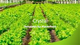  Presentation with vegetable farm - Presentation theme enhanced with organic-hydroponic-vegetable-cultivation-farm background and a shamrock green colored foreground