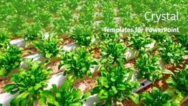  Presentation with vegetable farm - Amazing PPT theme having organic-hydroponic-vegetable-cultivation-farm backdrop and a tawny brown colored foreground