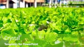  Presentation with hydroponic farm - Slides consisting of organic-hydroponic-vegetable-cultivation-farm background and a shamrock green colored foreground