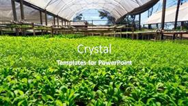  Presentation with hydroponic farm - Beautiful presentation theme featuring organic-hydroponic-vegetable-cultivation-farm backdrop and a tawny brown colored foreground